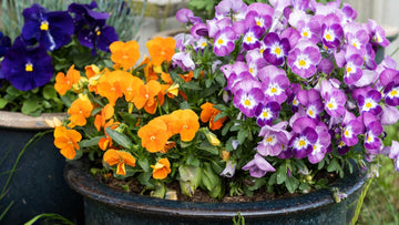 Blomster til krukker - Bland Selv Frø