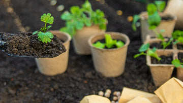 Omplantning af planter - hvornår? - Bland Selv Frø