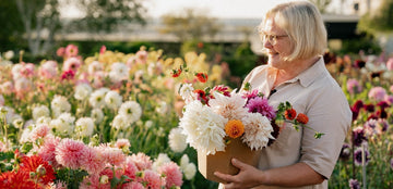 Vores råd til forspiring af dahlia og dahlia plantning - Bland Selv Frø