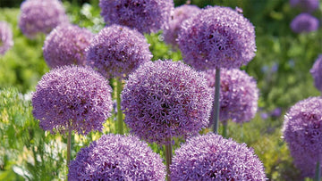 Allium giganteum - Bland Selv Frø