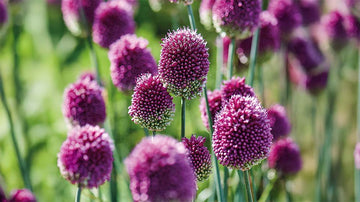 Allium sphaerocephalon - Bland Selv Frø