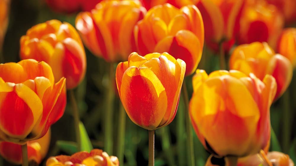 Apeldoorn tulipaner - Bland Selv Frø