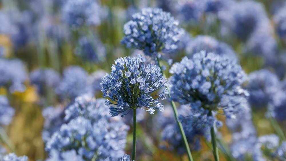 Blå allium - Bland Selv Frø