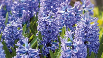 Blå forårsblomster - Bland Selv Frø