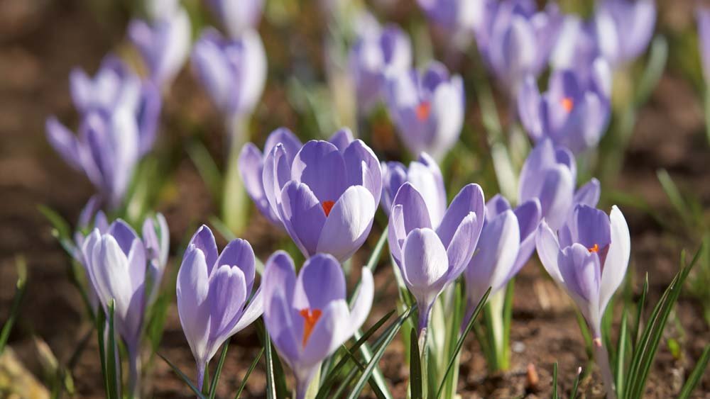 Blå krokus - Bland Selv Frø