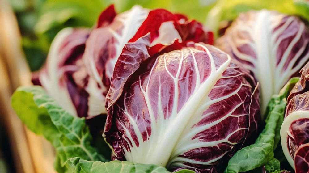 Cikorie salat frø - Bland Selv Frø