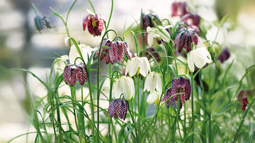 Fritillaria - Bland Selv Frø