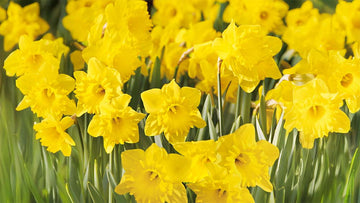 Gule forårsblomster - Bland Selv Frø