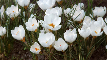 Hvide forårsblomster - Bland Selv Frø
