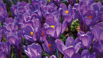 Lilla forårsblomster - Bland Selv Frø