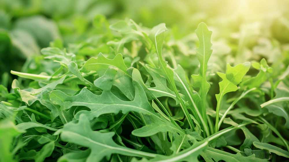 Rucola frø - Bland Selv Frø