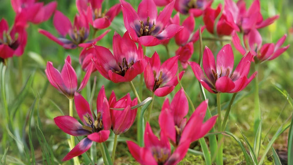 Små tulipaner - Bland Selv Frø
