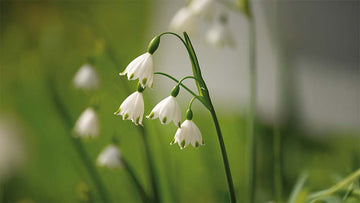 Sommer hvidblomme - Bland Selv Frø