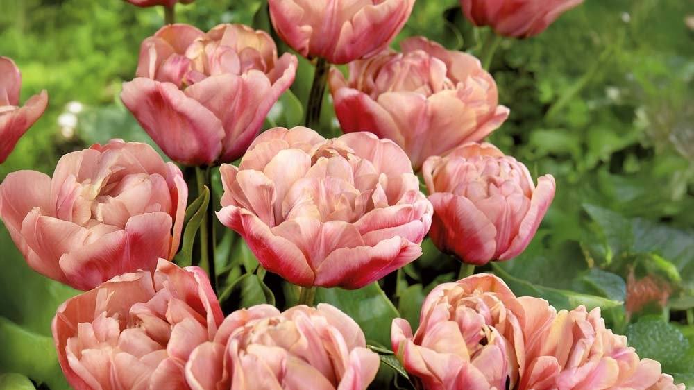 Store tulipaner - Bland Selv Frø