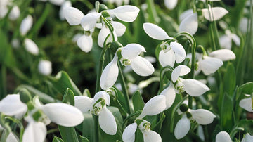Tidlige forårsblomster - Bland Selv Frø