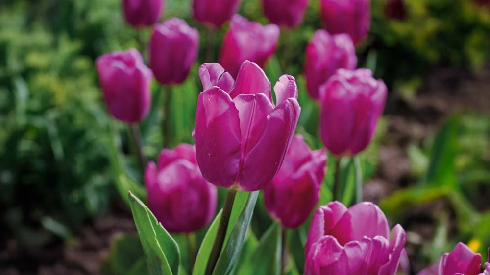 Tidlige tulipaner - Bland Selv Frø