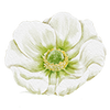 Forårsblomster