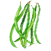 Dværgbønner