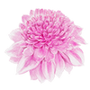 Anemone
