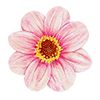 Enkeltblomstrende