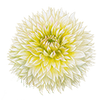 Frynsede