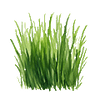 Græsfrø