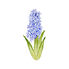 Forårsblomster