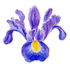 Forårsblomster
