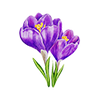 Forårsblomster