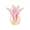 Tulipaner