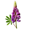Blomsterfrø