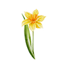 Forårsblomster