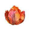 Tulipaner