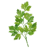 Krydderurtefrø