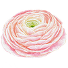 Forårsblomster