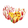 Tulipaner