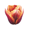 Tulipaner
