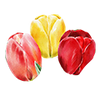 Tulipaner