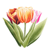 Tulipaner