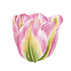 Tulipaner
