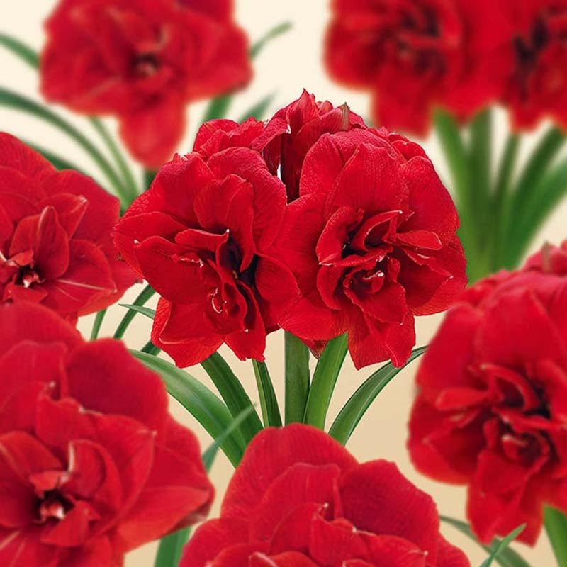 Amaryllis 'Amarantia'