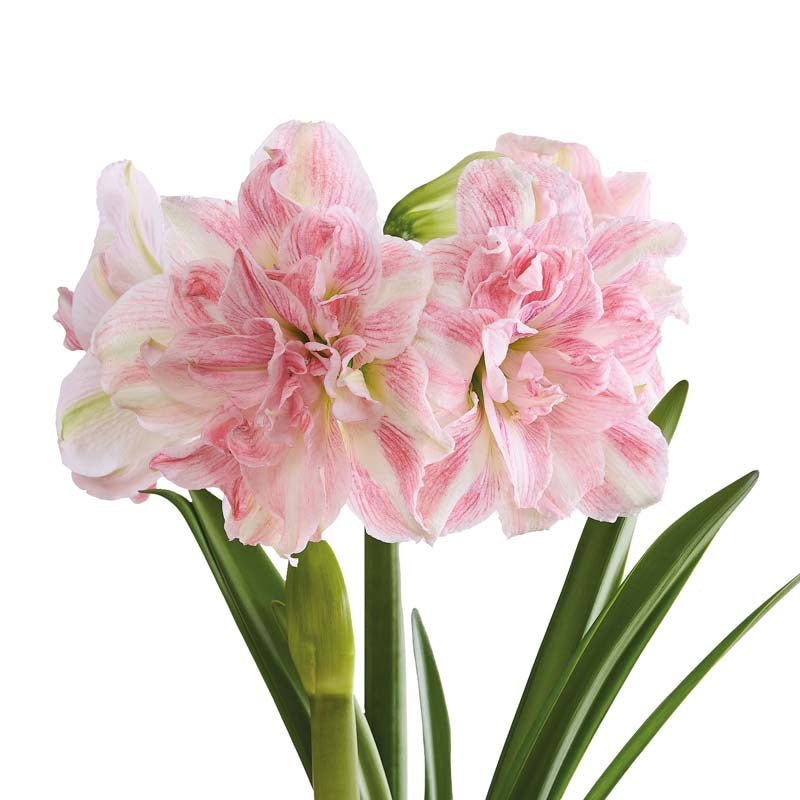 Amaryllis 'Blossom Nymph'