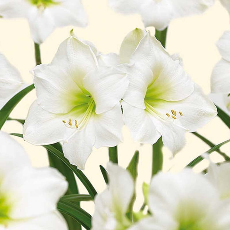 Amaryllis 'Casablanca'