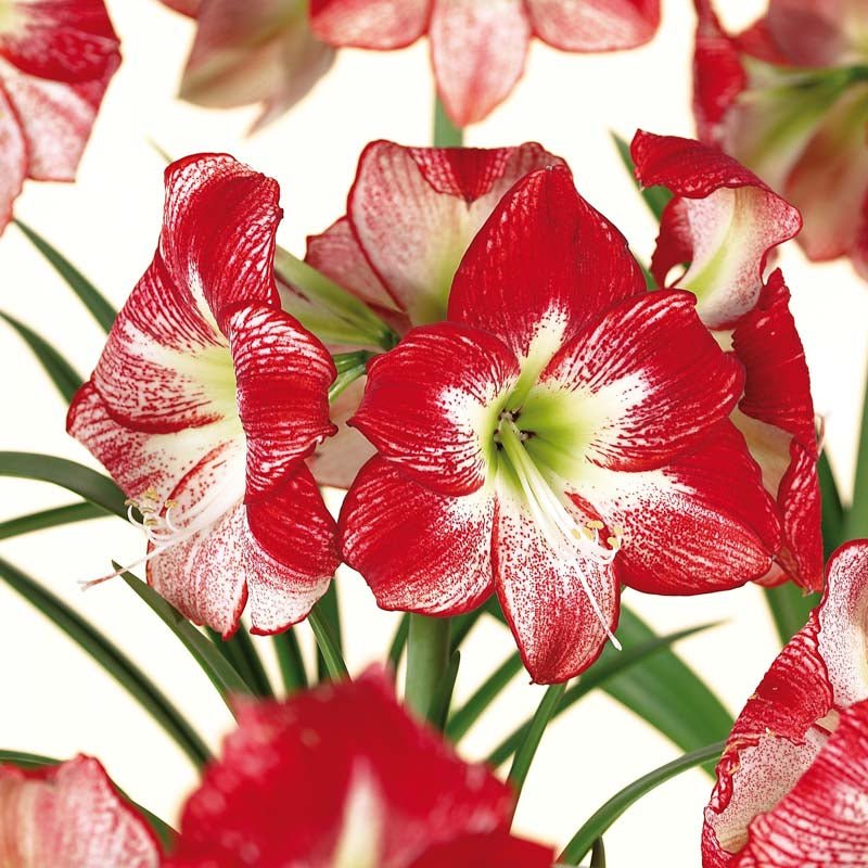 Amaryllis 'Flamenco Queen'