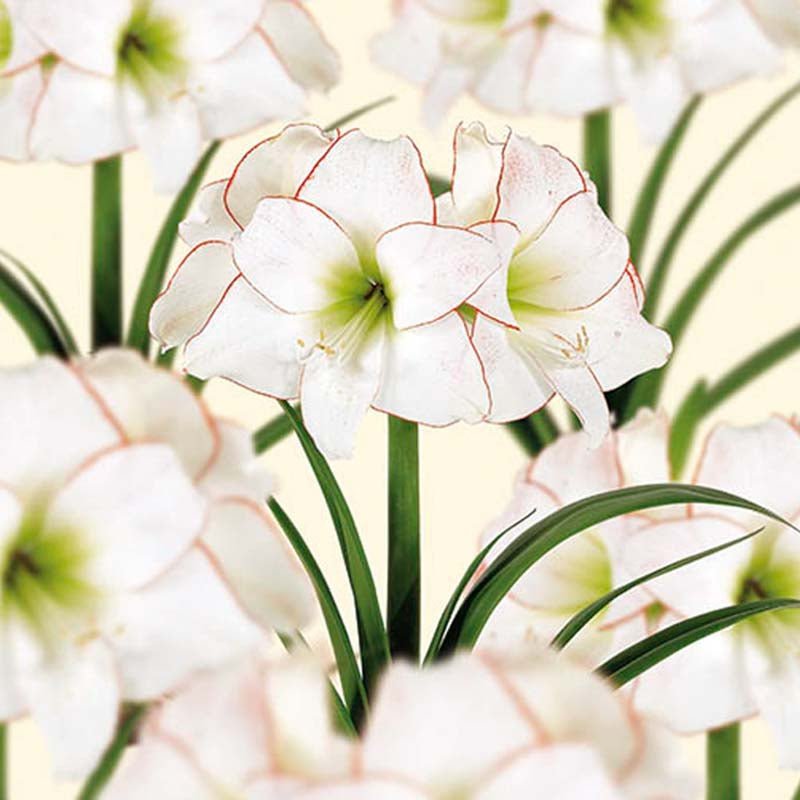 Amaryllis 'Picasso'