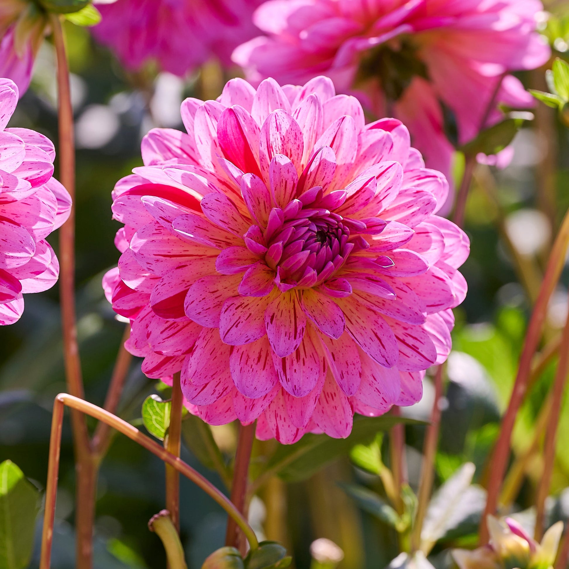 Dahlia mix 'Pink mix'