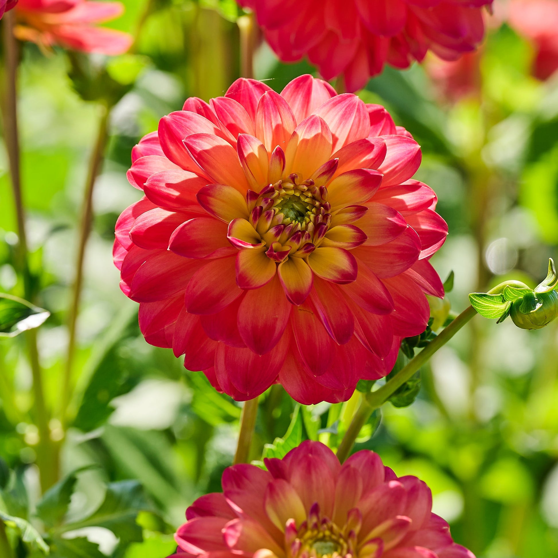 Dahlia mix 'Summer mix'
