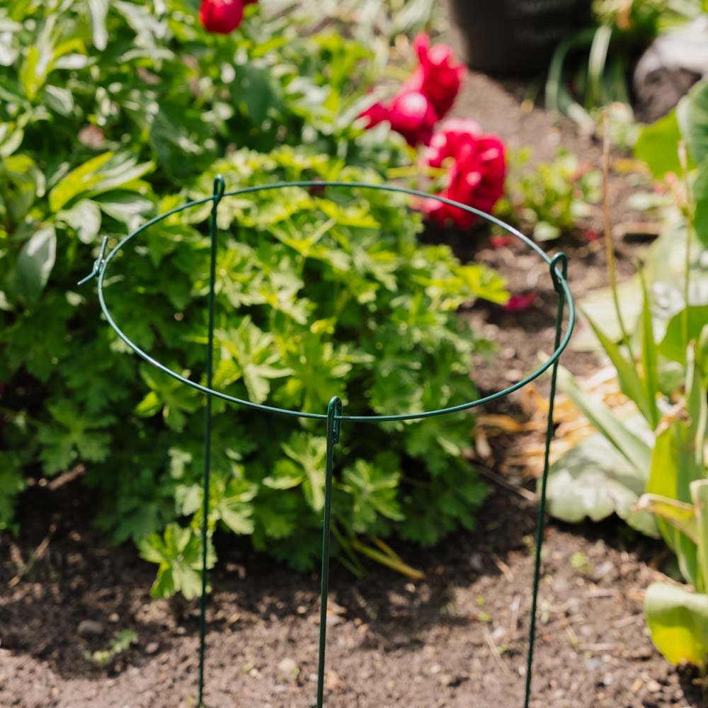 Enkel plantesupport ring, L: 40 cm B: 40cm H: 61 cm