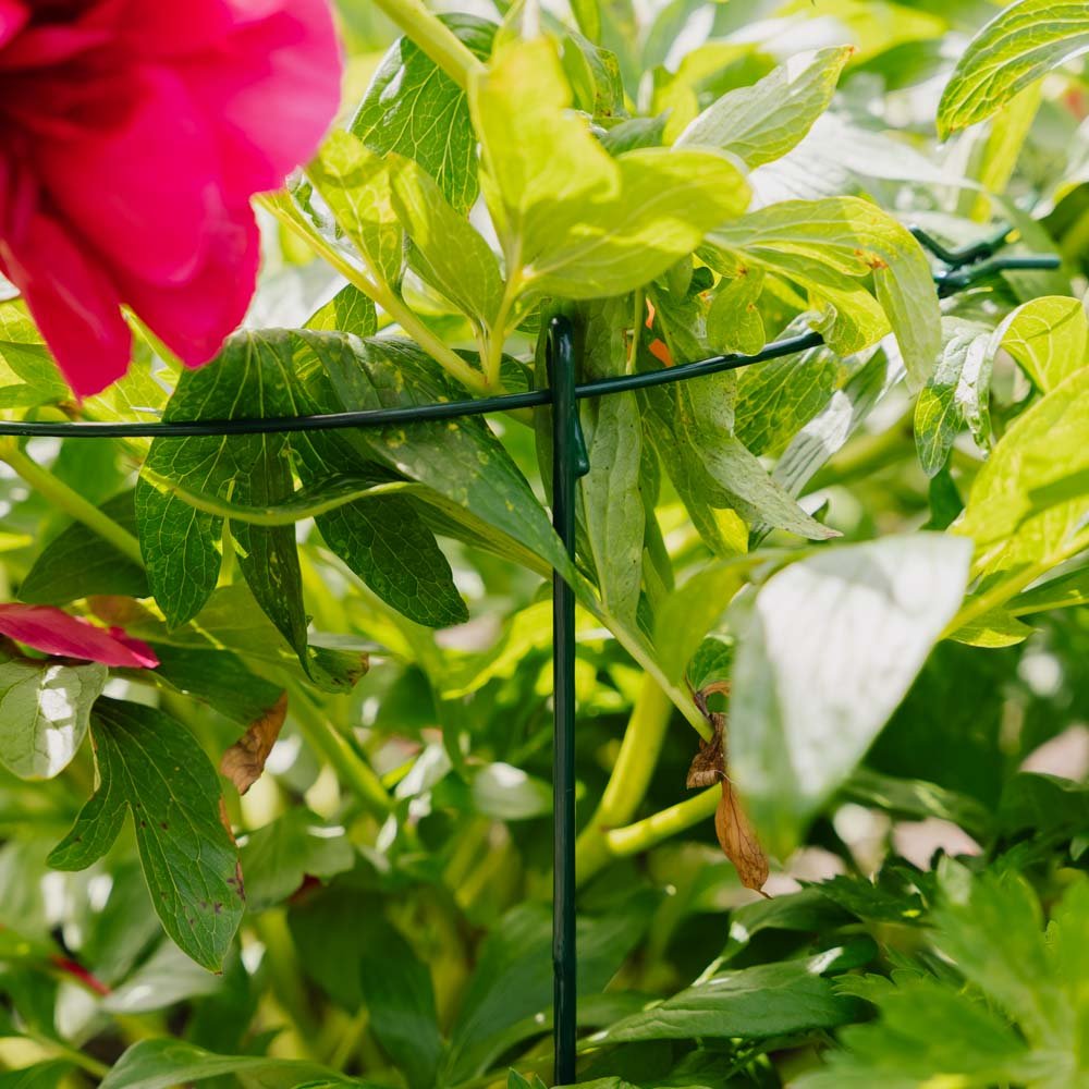Enkel plantesupport ring, L: 40 cm B: 40cm H: 61 cm