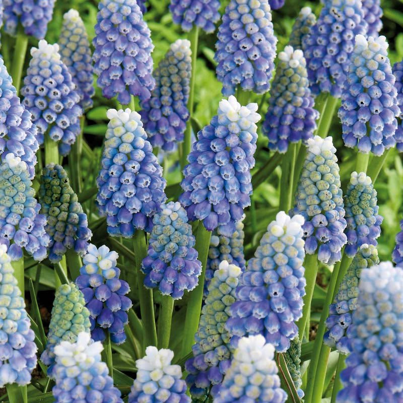 Muscari 'Ocean Magic'